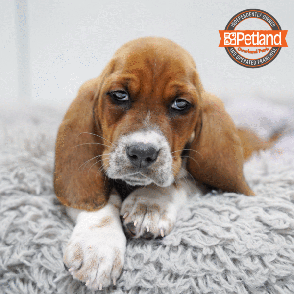 Basset Hound-Dog-Female---Petland Overland Park, Kansas