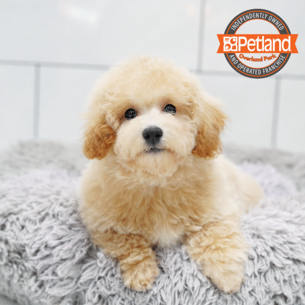 [#252681-03] Apricot M Bichapoo Puppies for Sale