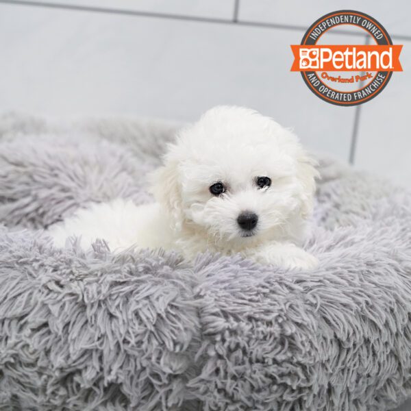 [#252842-04] White F Bichon Frise Puppies for Sale