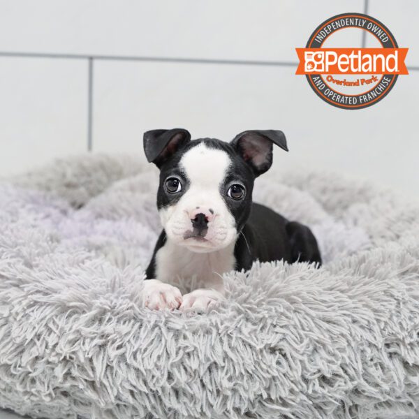 [#252751-03] Black / White M Boston Terrier Puppies for Sale