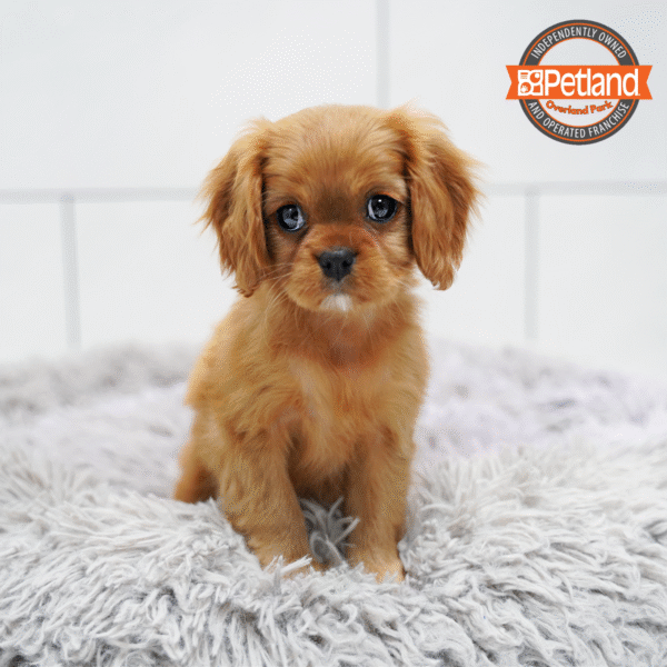 [#253158-05] Ruby F Cavalier King Charles Spaniel Puppies for Sale