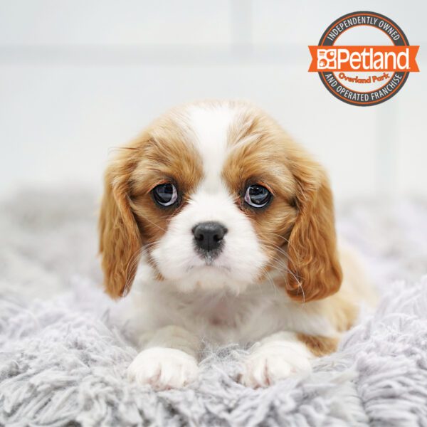[#253067-04] Blenheim F Cavalier King Charles Spaniel Puppies for Sale
