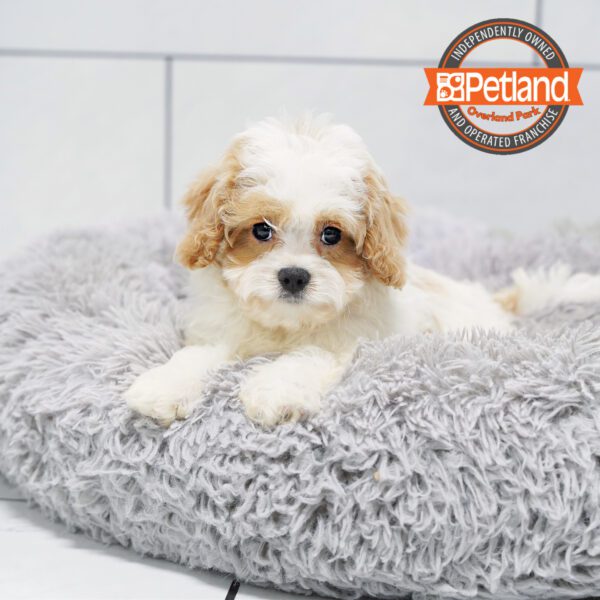 [#252587-03] White / Red M Cavapoo Puppies for Sale