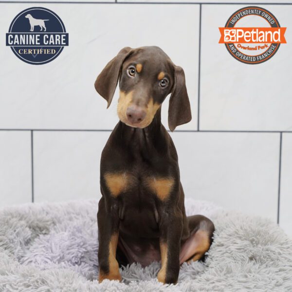 [#252620-01] Brown / Rust M Doberman Pinscher Puppies for Sale