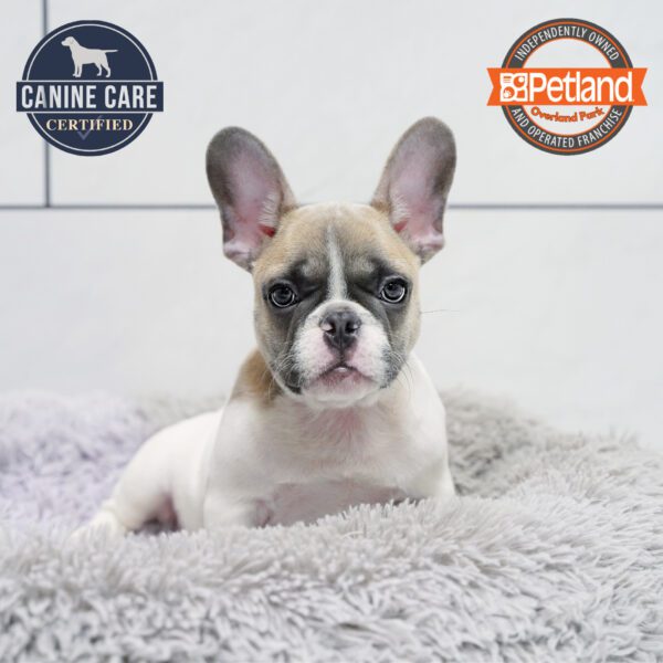 [#252416-02] Black / White M French Bulldog Puppies for Sale