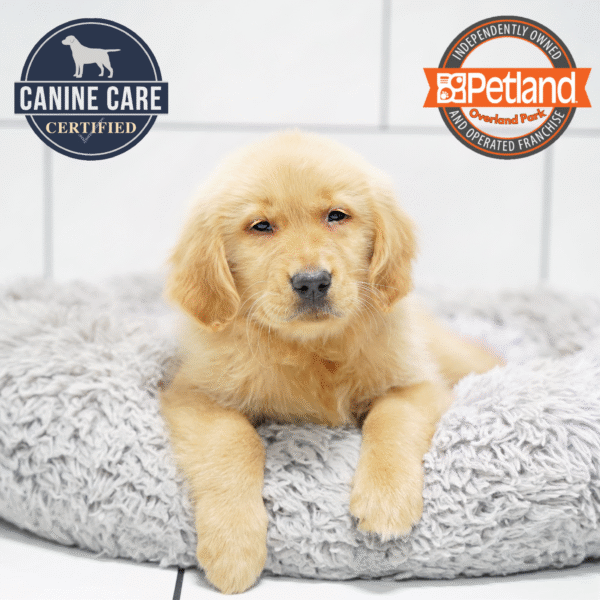 [#252883-01] Golden M Golden Retriever Puppies for Sale