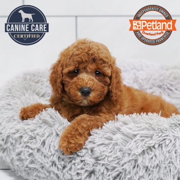 [#252828-10] Red F Goldendoodle Mini 2nd Gen Puppies for Sale
