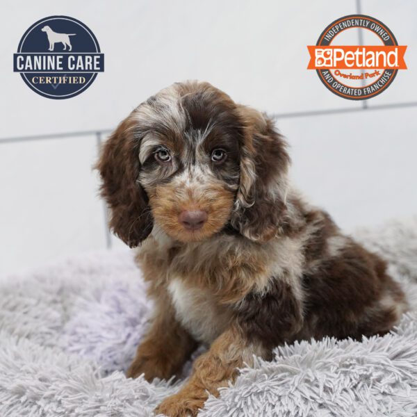 [#252830-03] Chocolate Merle M Goldendoodle Mini 2nd Gen Puppies for Sale