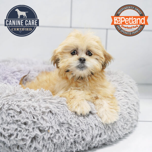 [#252508-08] Brindle F Lhasa Apso Puppies for Sale