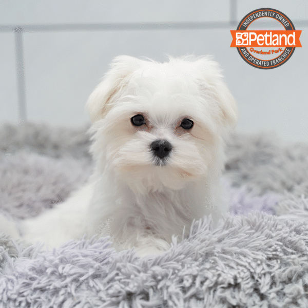 [#252765-03] White M Maltese Puppies for Sale