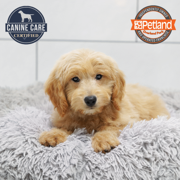 [#252827-06] Light Golden F Goldendoodle Mini Puppies for Sale