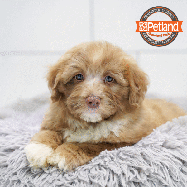 [#252989-03] Brown M Labradoodle Mini 2nd Gen Puppies for Sale