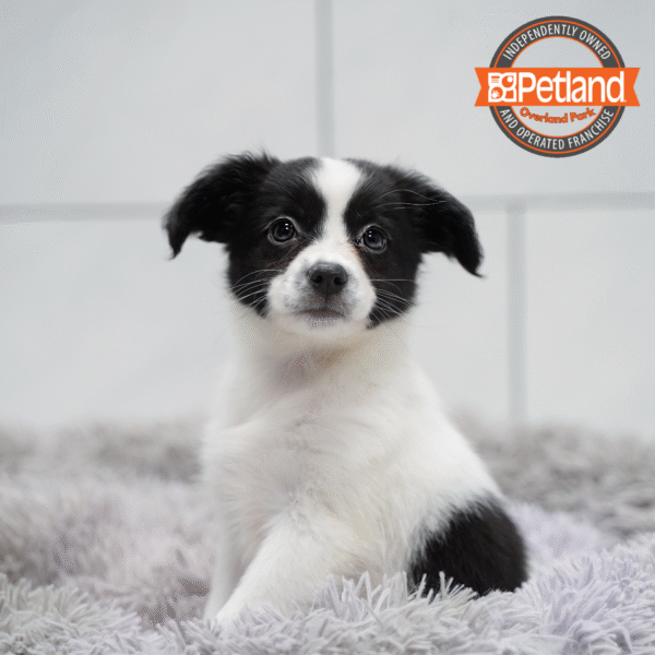 Miniature Australian Shepherd-Dog-Female---Petland Overland Park, Kansas