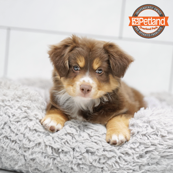 [#252877-01] Red M Miniature Australian Shepherd Puppies for Sale