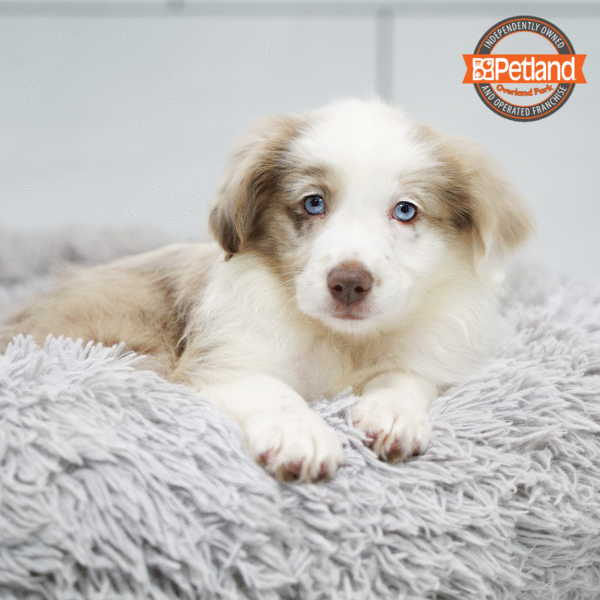 [#252988-02] Red Merle / White M Miniature Australian Shepherd Puppies for Sale