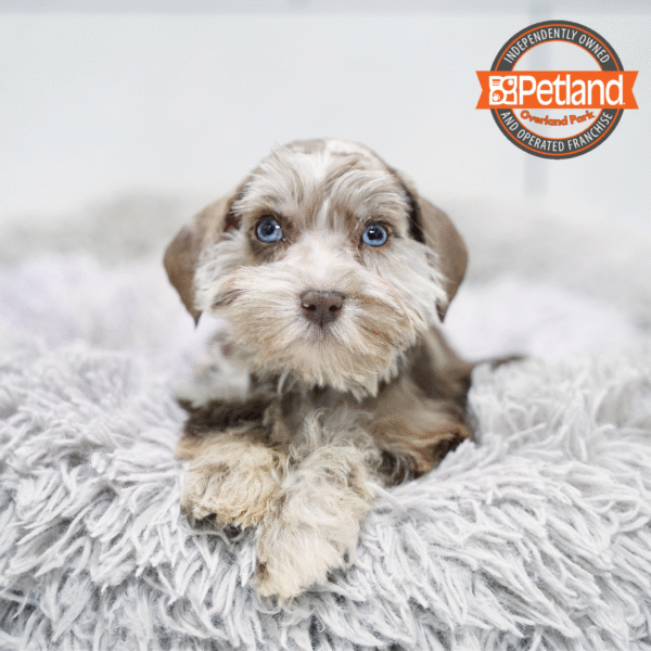 Miniature Schnauzer-Dog-Female---Petland Overland Park, Kansas