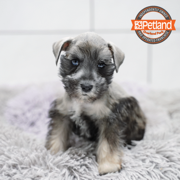 [#252978-04] Black / Silver M Miniature Schnauzer Puppies for Sale