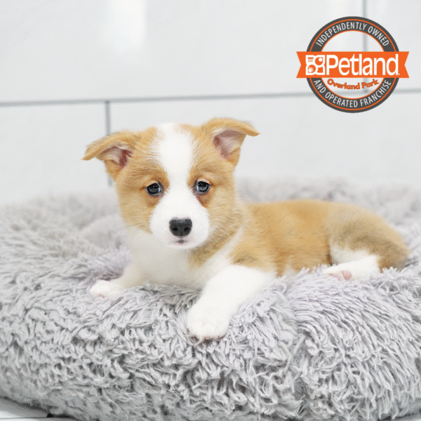 [#252931-04] Red / White F Pembroke Welsh Corgi Puppies for Sale