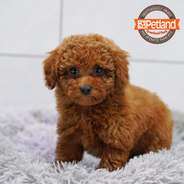 [#252870-04] Red F Poodle Puppies for Sale