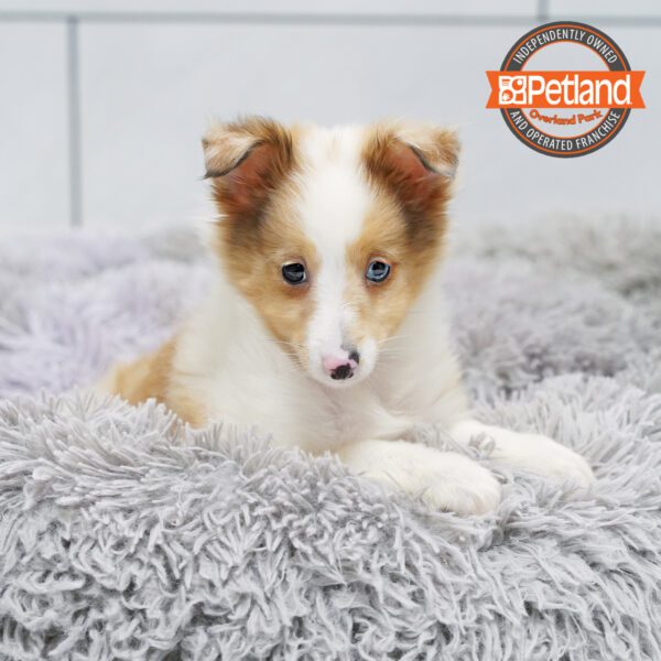 [#252644-03] Cream M Shetland Sheepdog Puppies for Sale