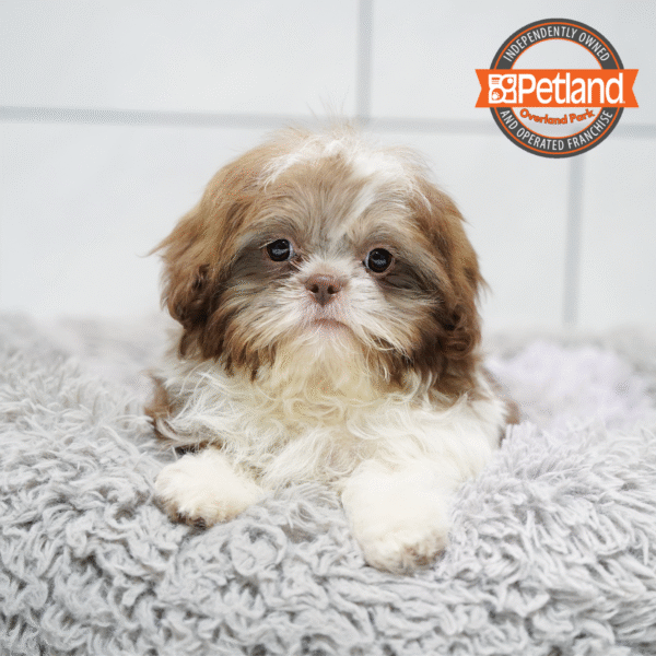[#252784-03] Chocolate / White M Shih Tzu Puppies for Sale
