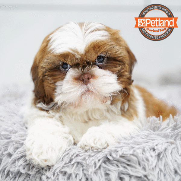 [#253080-03] Chocolate / White M Shih Tzu Puppies for Sale