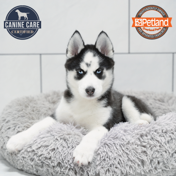 [#253019-02] Black / White F Siberian Husky Puppies for Sale