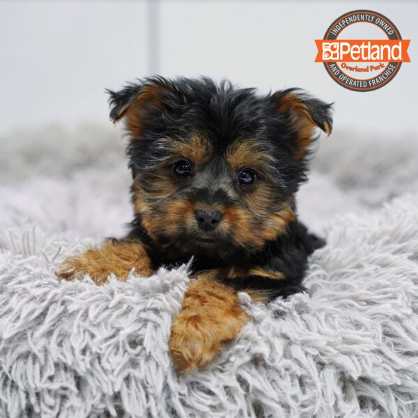 [#252701-03] Black / Tan F Yorkshire Terrier Puppies for Sale