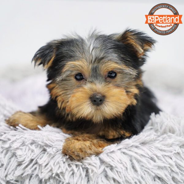 [#252881-03] Black / Tan M Yorkshire Terrier Puppies for Sale