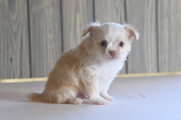 [#252953-01] Cream / White M Chihuahua Puppies for Sale