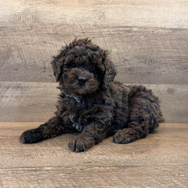 [#253095-04] Blue Merle F Bernedoodle Mini 2nd Gen Puppies for Sale