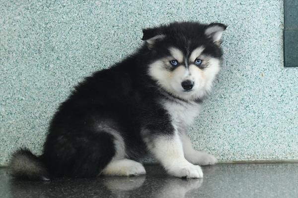 [#253050-01] Black / Tan M Pomsky Puppies for Sale