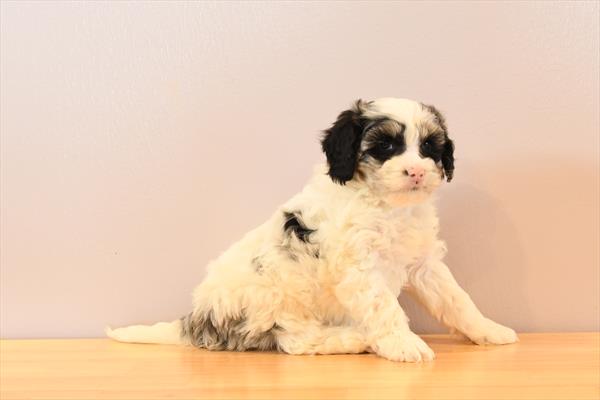 [#253098-04] Black / White M Bernedoodle Mini 2nd Gen Puppies for Sale