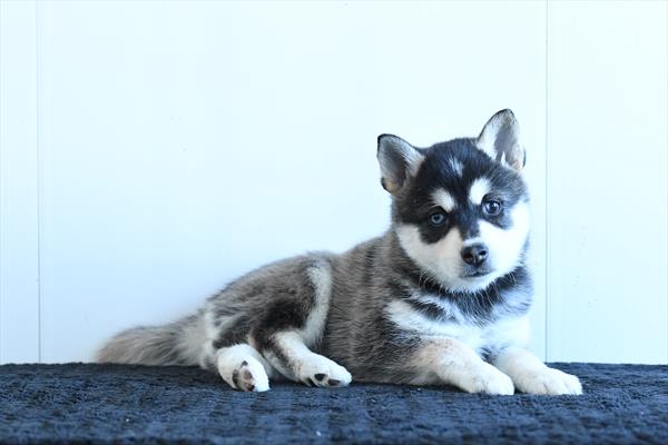 [#253119-01] Black / White F Alaskan Klee Kai Puppies for Sale