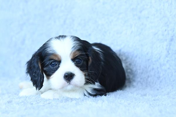 [#253152-04] Black White / Tan F Cavalier King Charles Spaniel Puppies for Sale