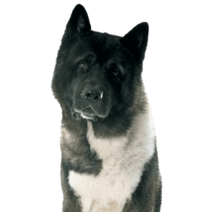 Akita