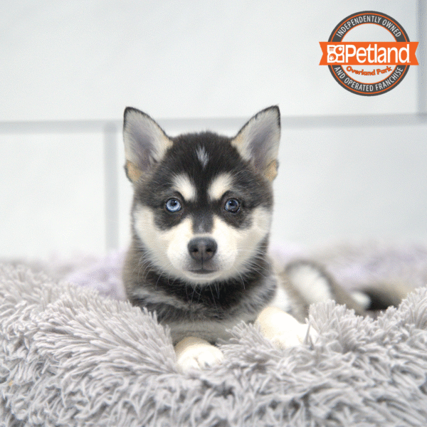 [#253119-01] Black / White F Alaskan Klee Kai Puppies for Sale