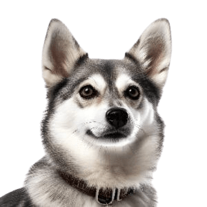 Alaskan-Klee-Kai