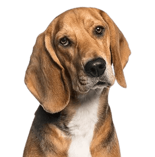 American-Foxhound
