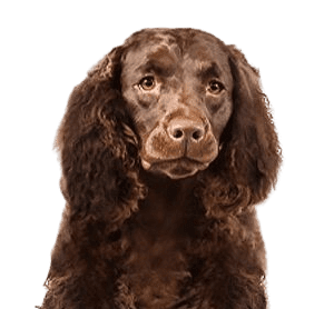 American-Water-Spaniel