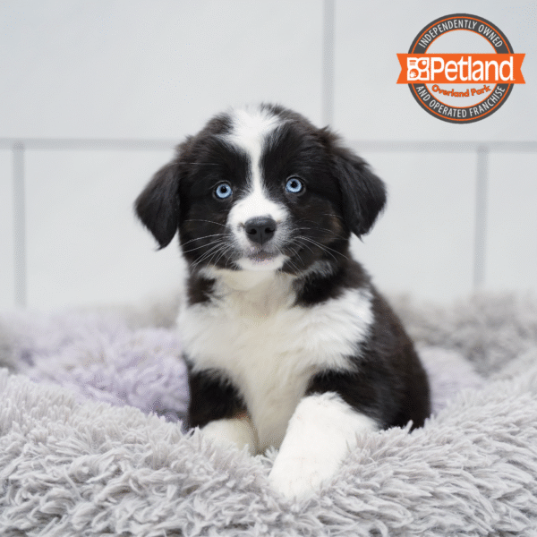 [#253072-05] Black F Australian Shepherd Puppies for Sale