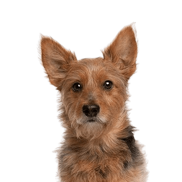 Australian-Terrier