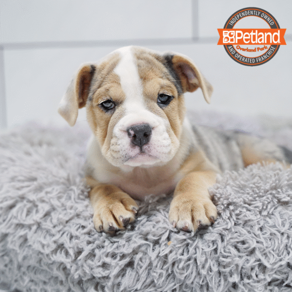 [#252993-08] Blue Merle / Tan F Beabull 2nd Gen Puppies for Sale