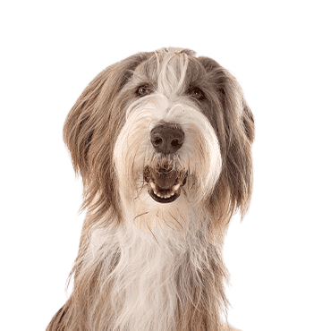 Bearded-Collie