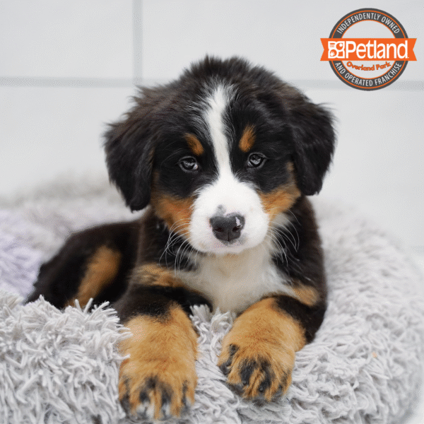 [#253225-05] Black Rust / White M Bernese Mountain Dog Puppies for Sale