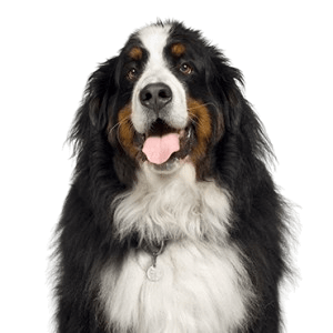 Bernese Mountain Dog