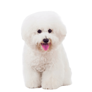 Bichon