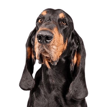 Black-and-Tan-Coonhound