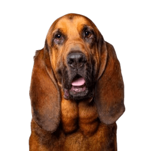 Bloodhound