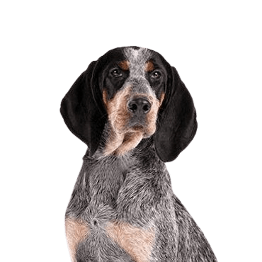 Bluetick-Coonhound
